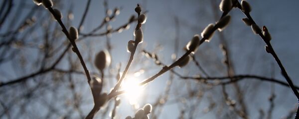 Вербное воскресенье в регионах России Вербное воскресенье в регионах России - Sputnik Молдова