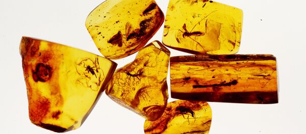 Chihlimbar - Sputnik Moldova