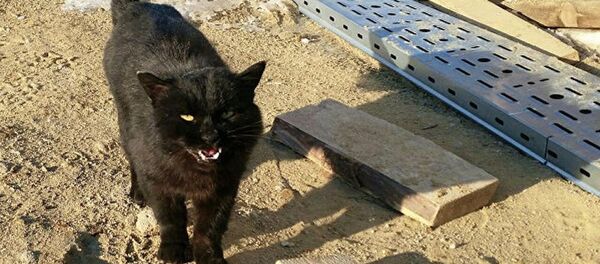 Черный кот, живущий в ста метрах от стартового стола на космодроме Восточный. - Sputnik Молдова