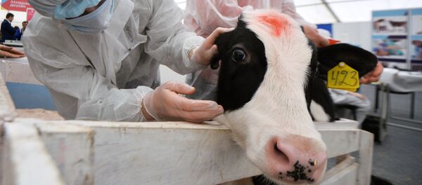 Vite mari cornute, veterinărie - Sputnik Moldova