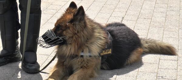 Служебная собака - Sputnik Молдова