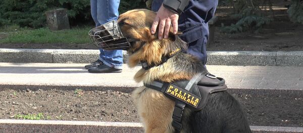 Служебная собака - Sputnik Молдова