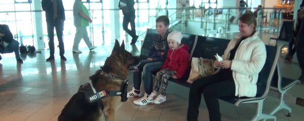 Говорящий пес поздравляет с Пасхой пассажиров Кишиневского аэропорта - Sputnik Молдова