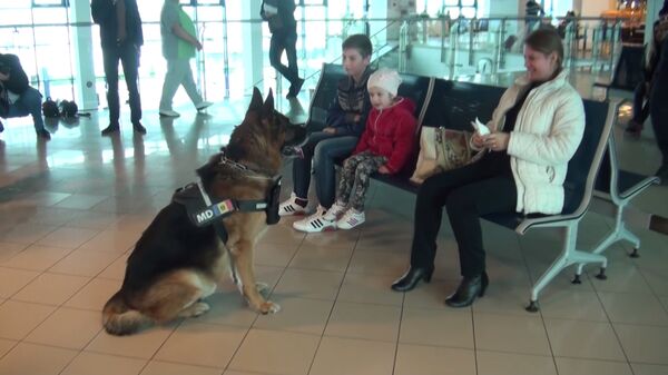 Говорящий пес поздравляет с Пасхой пассажиров Кишиневского аэропорта - Sputnik Moldova