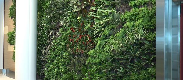 В Кишиневском аэропорту появилась живая стена - Sputnik Молдова