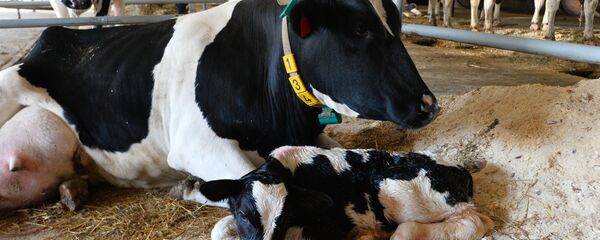 Fermă, vite mari cornute, producerea laptelui - Sputnik Moldova