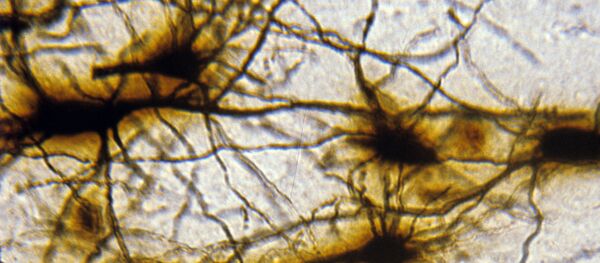 Нейронная сеть коры головного мозга Нейронная сеть коры головного мозга - Sputnik Молдова