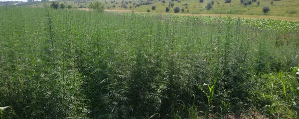 Plantaţie de cânepă - Sputnik Moldova