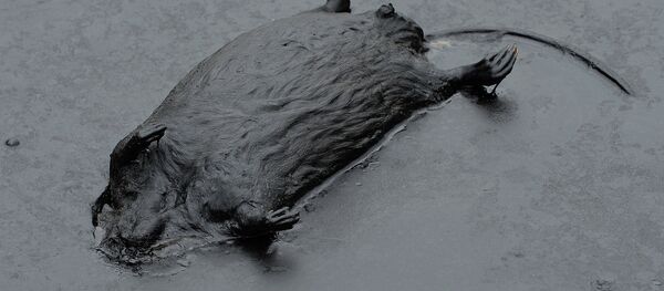 Deversare, petrol, dezastru ecologic - Sputnik Moldova