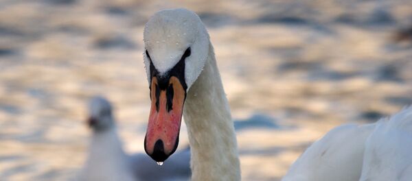 Păsări migratoare, lebăda Păsări migratoare, lebăda - Sputnik Moldova