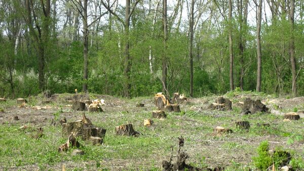 Вырубка лесов в селе Кошерница, Вадул-луй-Водэ - Sputnik Moldova-România