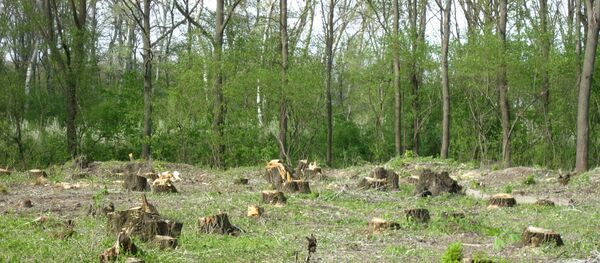 Вырубка лесов в селе Кошерница, Вадул-луй-Водэ - Sputnik Moldova