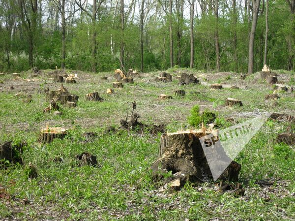 Вырубка лесов в селе Кошерница, Вадул-луй-Водэ Вырубка лесов в селе Кошерница, Вадул-луй-Водэ - Sputnik Молдова