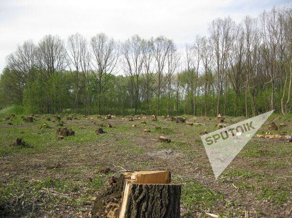 Вырубка лесов в селе Кошерница, Вадул-луй-Водэ Вырубка лесов в селе Кошерница, Вадул-луй-Водэ - Sputnik Молдова