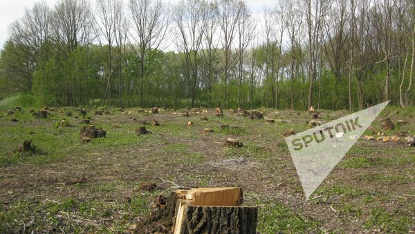 Вырубка лесов в селе Кошерница, Вадул-луй-Водэ - Sputnik Молдова