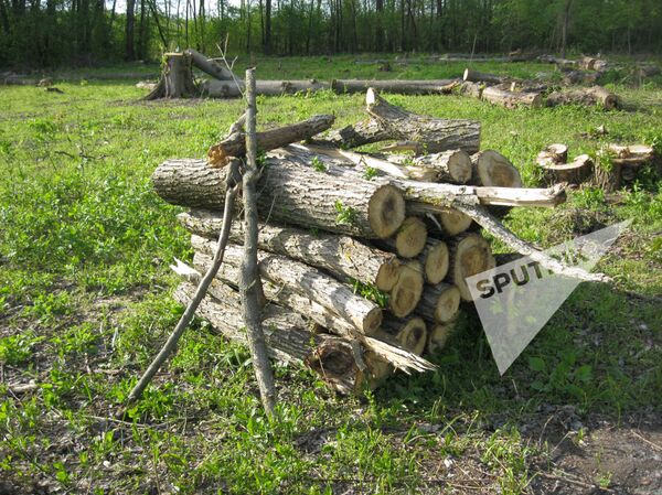 Вырубка лесов в селе Кошерница, Вадул-луй-Водэ Вырубка лесов в селе Кошерница, Вадул-луй-Водэ - Sputnik Молдова