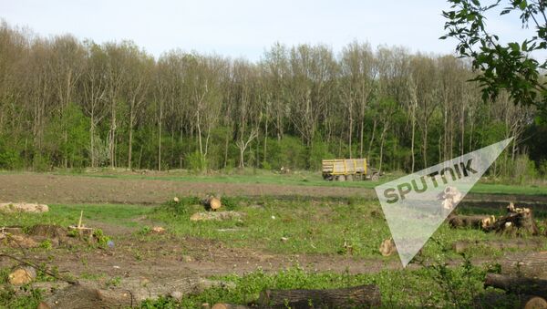 Вырубка лесов в селе Кошерница, Вадул-луй-Водэ - Sputnik Moldova-România
