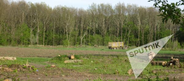 Вырубка лесов в селе Кошерница, Вадул-луй-Водэ - Sputnik Moldova