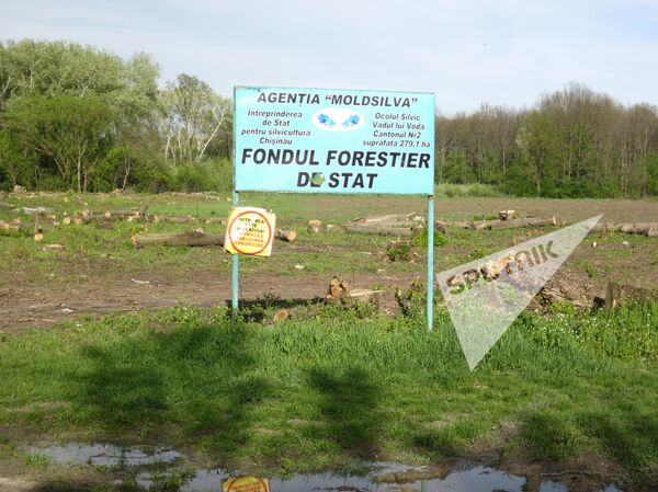 Вырубка лесов в селе Кошерница, Вадул-луй-Водэ Вырубка лесов в селе Кошерница, Вадул-луй-Водэ - Sputnik Молдова