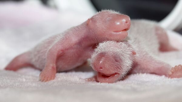 Новорожденные детеныши-близнецы панды - Sputnik Молдова