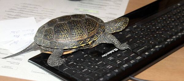 Țestoasă - Sputnik Moldova