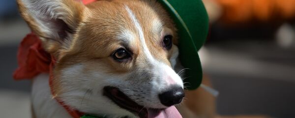 Câine - Sputnik Moldova