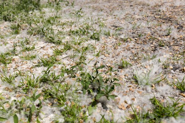 Sezonul alergiilor: Cât de dăunător este pentru sănătate puful de plop Sezonul alergiilor: Cât de dăunător este pentru sănătate puful de plop - Sputnik Moldova