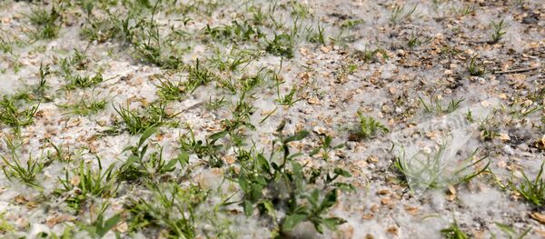 тополиный пух тополиный пух - Sputnik Молдова