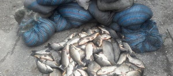 Рыба, выловленная браконьерами Рыба, выловленная браконьерами - Sputnik Moldova