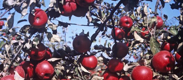 Яблоки - Sputnik Молдова
