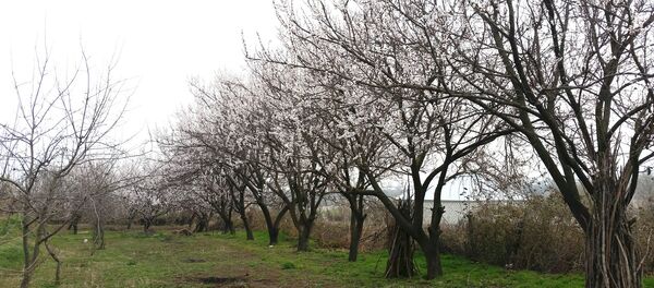 Təsərrüfatında çoxlu meyvə ağaclarının olmasına baxmayaraq, bağ sahibləri normal məhsul götürə bilmirlər - Sputnik Молдова