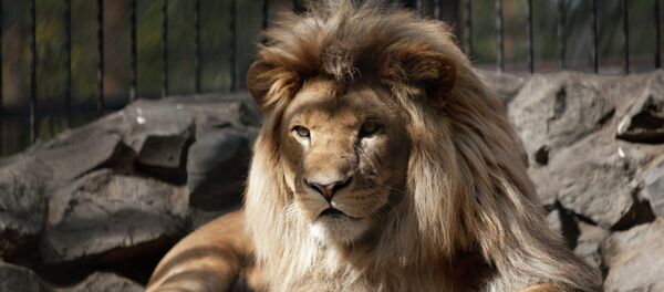 Лев - Sputnik Moldova