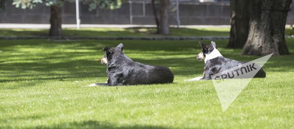 бродячие собаки - Sputnik Moldova