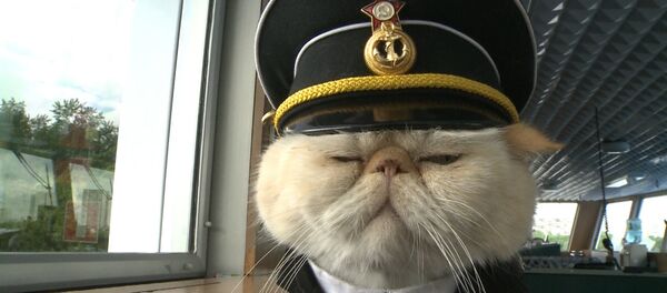 Хвостатый экипаж, или Как коты в форме служат на корабле и ходят в море - Sputnik Молдова