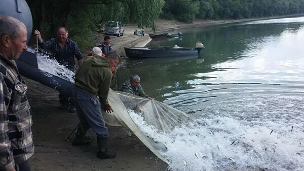 Мероприятия по сохранению, поддержанию и увеличению рыбных запасов - Sputnik Молдова