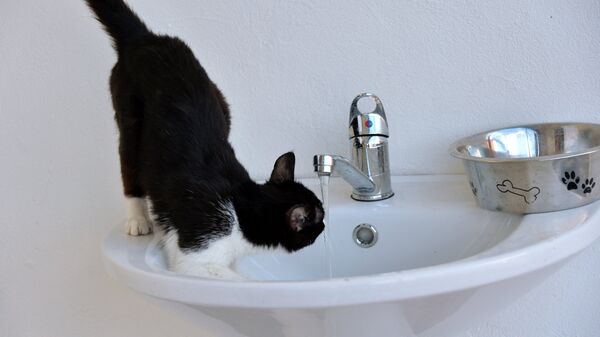 Кот пьет воду - Sputnik Молдова