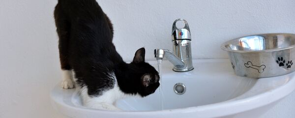 Apă, servicii comunale, animale, pisică - Sputnik Moldova