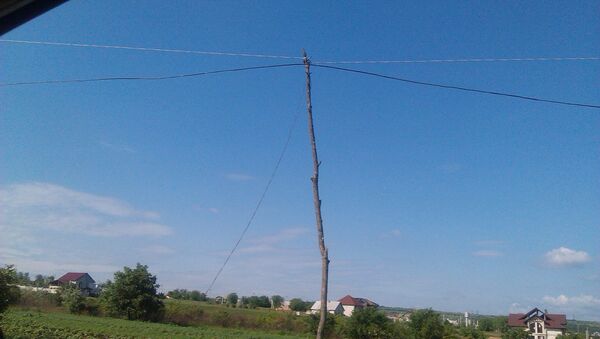 Cablu electric pe tulpină de copac - Sputnik Moldova