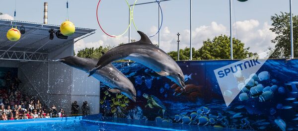 Дельфинарий - Sputnik Молдова