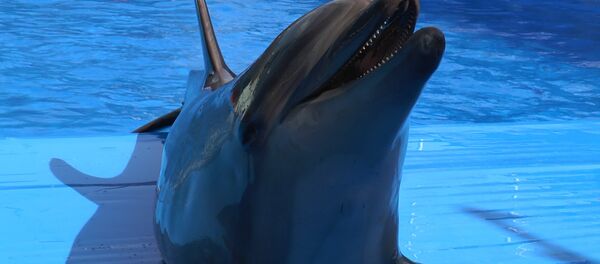 В Кишиневе открылся первый в стране дельфинарий В Кишиневе открылся первый в стране дельфинарий - Sputnik Молдова