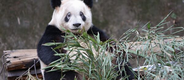 Большая панда. Архивное фото. - Sputnik Moldova