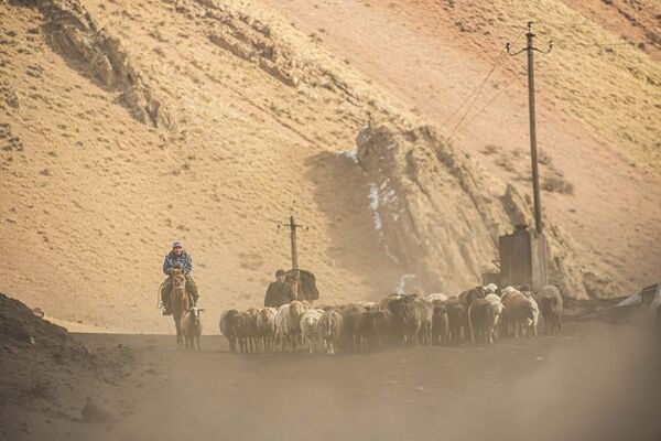 Чабаны во время перегона овец. Фотография снята во время командировки нашего фотографа в регионы. - Sputnik Молдова