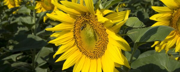 Подсолнечные поля - Sputnik Молдова