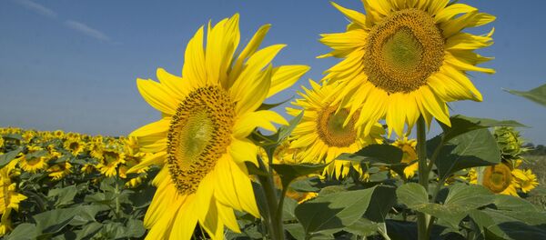 Подсолнечные поля - Sputnik Moldova-România