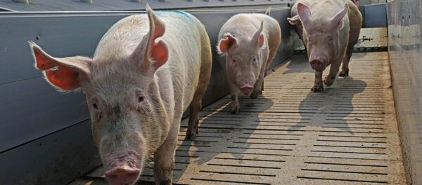 Fermă de porci - Sputnik Moldova