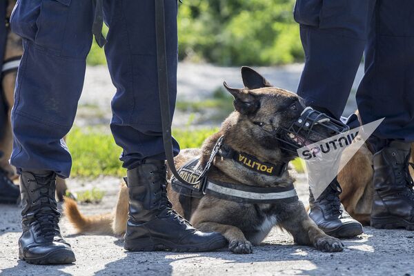 В соревнованиях приняли участие служебные собаки Пограничной полиции, Генинспектората полиции и Национального инспектората по патрулированию - Sputnik Молдова