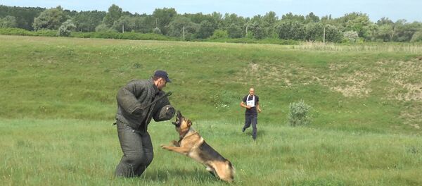 Как в Молдове прошел кинологический биатлон - Sputnik Молдова