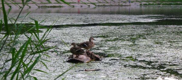 Дикие утки в озере столичного парка на Рышкановке - Sputnik Молдова