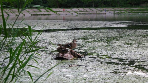 Дикие утки в озере столичного парка на Рышкановке - Sputnik Moldova
