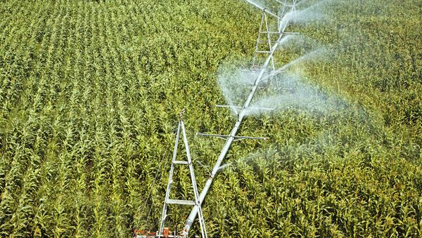 Орошение кукурузного поля - Sputnik Молдова